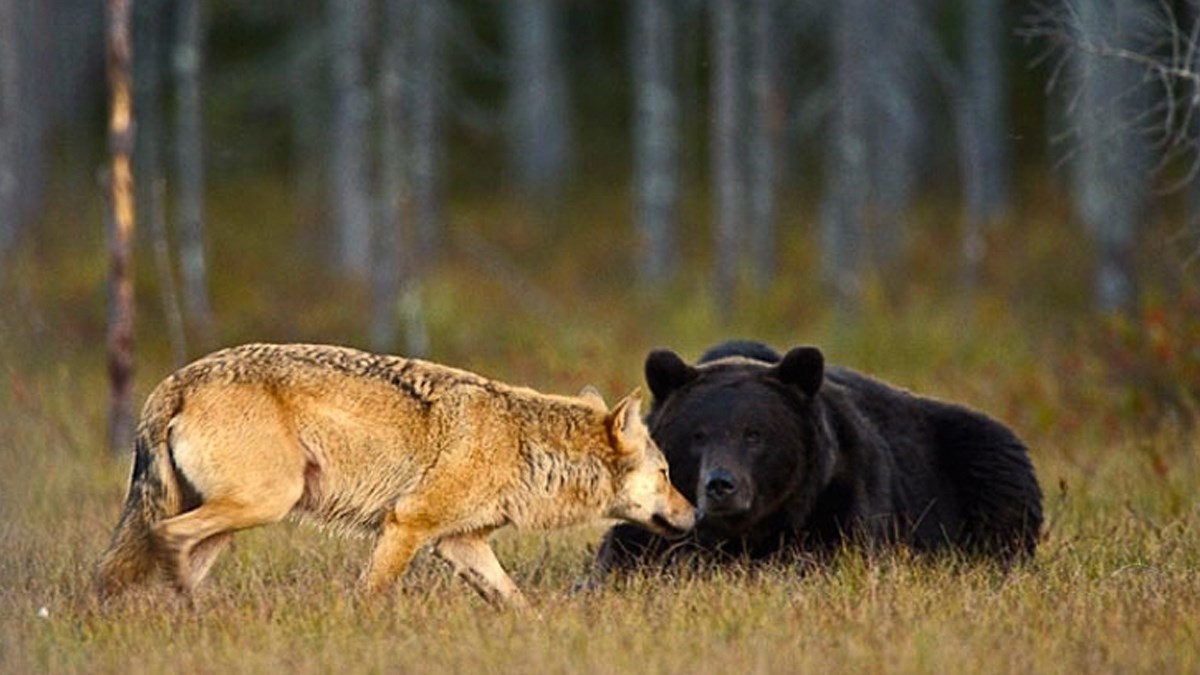 U Europu se vraćaju velike zvijeri, medvjed, ris i vuk